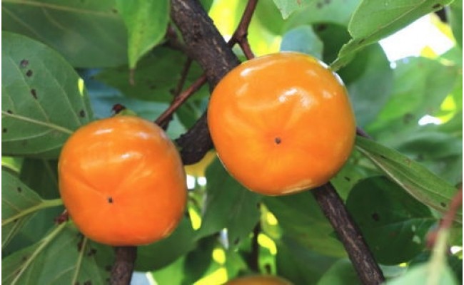 【秋の美味】和歌山の平たねなし柿 約7.5kg ※2025年10月上旬～10月下旬頃に順次発送予定※沖縄地域へのお届け不可（fr-01）