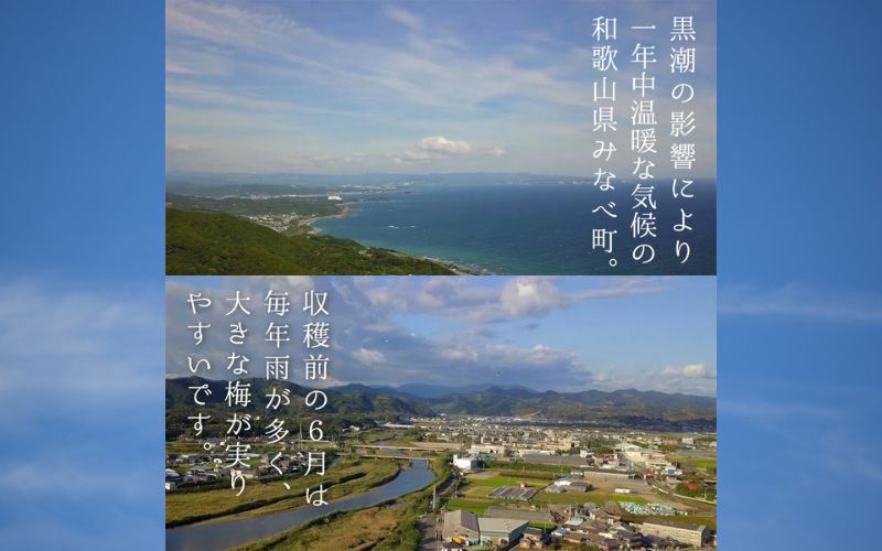 上善如水梅酒 720ml 【hjumys029】