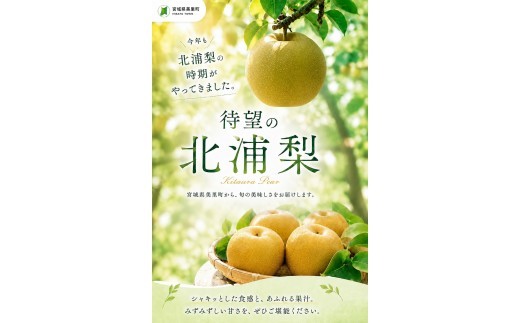 梨 新高 北浦梨 3kg（12～16玉） / 梨 新高 なし ナシ 北浦梨 にいたか 美里 自家用 贈答 梨 新高 果物 フルーツ【okjn003】