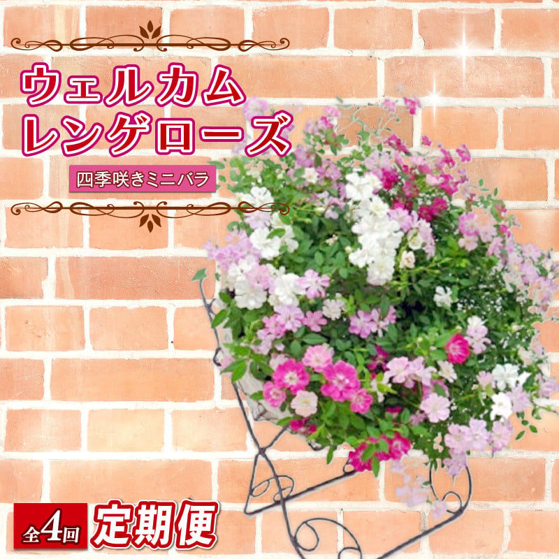 
            【全4回定期便】 【オンライン決済限定】 花 ウェルカム レンゲローズ リング 植え 生花 自然 お花 植物 フラワー ギフト ガーデニング 飾り 庭 ベランダ 壁掛け 贈り物 おすすめ オススメ 静岡県 藤枝市
          