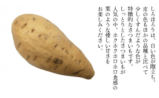 《 2026年 収穫分 》 しろほろり 約 10kg (茨城県共通返礼品 行方市) 先行予約 渋谷農園 国産 茨城県 桜川市 さつまいも サツマイモ いも 芋 新芋 焼き芋 やきいも 野菜 旬 人気 おやつ 自宅用 家庭用 [DT012sa]