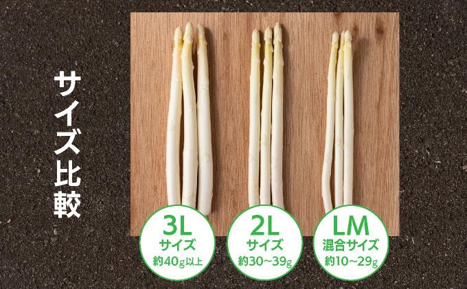 数量限定 ホワイトアスパラガス 3L 700g 朝採り 朝採れ 直送 ホワイトアスパラガス アスパラ【2月～4月お届け】 BT01w