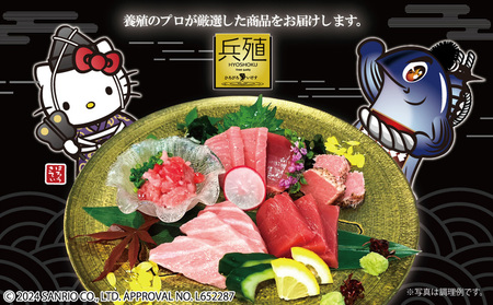 本マグロ ヨコヅーナ 刺身用 中トロ 400g | 本マグロ 津久見市