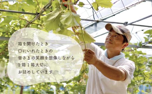 【2026年先行予約】シャインマスカット 上級品 大3-5房/計2.4kg~ (岡山県産)【KF-B072-02】