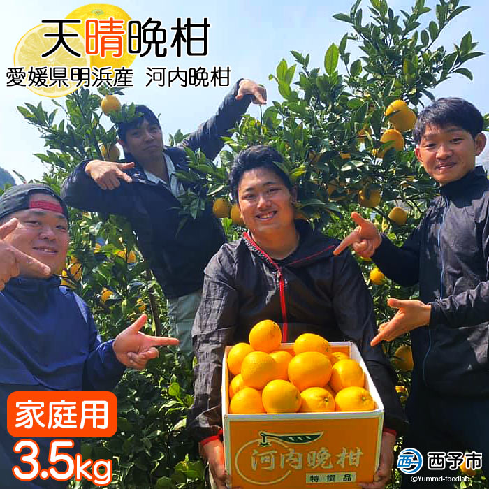 【ふるさと納税】＜天晴晩柑（河内晩柑）約3.5kg 愛媛県明浜産 ＞ 家庭用 果物 柑橘 みかん 和製 グレープフルーツ 食べて応援 特産品 株式会社笑丸 愛媛県 西予市【常温】『2025年5月上旬～下旬迄に順次出荷予定』