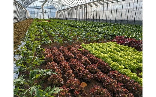 農園直送】はっぱ屋のはっぱ野菜セット