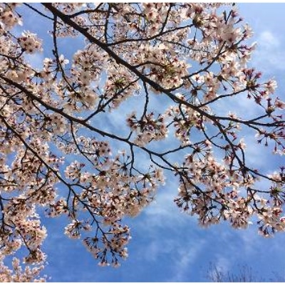 幸せ満開　特選・さくらの水晶ブレス【配送不可地域：沖縄県】