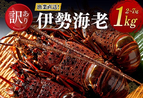 【訳あり！】【漁協直送！】冷凍伊勢海老1kg（2～7尾） 【 魚介類 えび 伊勢えび イセエビ 】[B01708] 冷凍伊勢海老1kg（2～7尾）