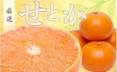 ＜2月より発送＞厳選 せとか10kg+250g（傷み補償分）【ikd235】