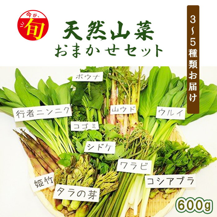 【ふるさと納税】 期間限定 天然山菜 食べ比べ セット 約 600g ／ じじちゃん 天ぷら 春 旬 山菜 こごみ しどけ ぼうな たらの芽 こしあぶらうど わらび うるい 姫竹 和え物 おひたし サラダ 天ぷら おかず 天然 グルメ 春の味覚 春の味 岩手県 八幡平市 産地直送 送料無料