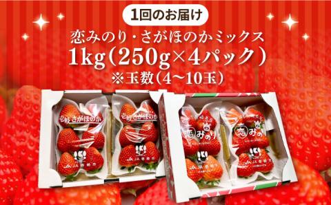 【全3回定期便】《2月3月4月お届け》壱岐島産いちご1kg （250g×4パック）恋みのり・さがほのかミックス [JEM002]