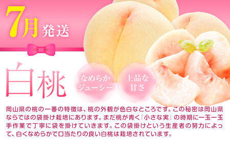 【先行予約】岡山県産 厳選 フルーツ 定期便 2回 白桃 ニューピオーネ 計2.15kg前後 株式会社藍《2026年7月上旬-9月末頃出荷》 岡山県 浅口市 岡山県産 白桃 桃 ニューピオーネ 種無し