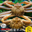 【ふるさと納税】【先行予約】【活き】訳あり ご自宅用日本海獲れたて松葉ガニ 大　800〜940g前後　2枚◇ ≪かに カニ 蟹 ズワイガニ≫※2024年11月上旬～2025年3月上旬頃に順次発送予定