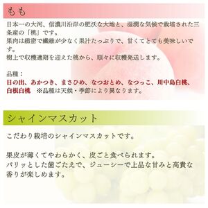 先行予約 フルーツ 定期便 全4回 フルーツ定期便 Aコース (桃2kg、シャインマスカット1房、和梨3kg、ル レクチェ1kg) 新潟県 フルーツ 定期便