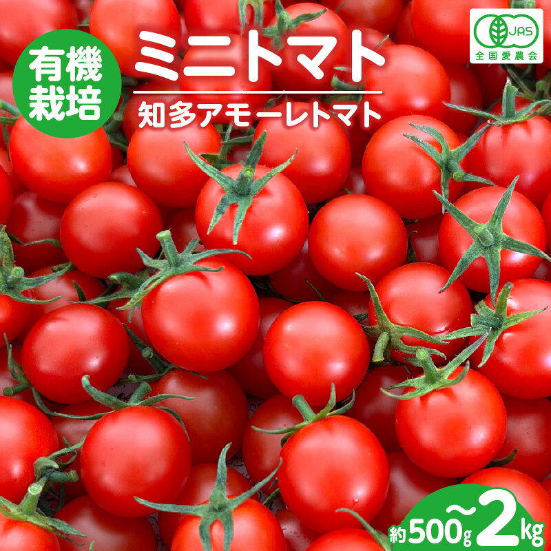 【ふるさと納税】 有機栽培 ミニトマト 知多アモーレトマト【約500g・約1kg・約2kg】【2025年11月中旬～2026年6月末までにお届け】トマト プチトマト甘い 有機栽培 野菜 濃い 旨味 安心 リコピン 緑黄色野菜 春 夏 旬 愛知県 特産品 送料無料