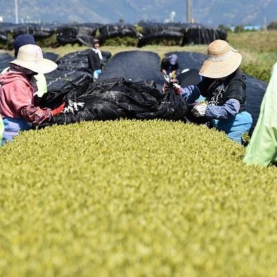 ふるさと納税 南九州市 知覧茶深むし茶「知覧みどり」100g×5本箱 |  | 02