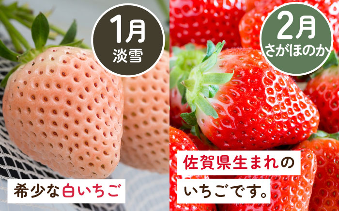 【2026年発送分 先行予約】【全4回定期便】岸川農園 超希少品種入り赤白いちご（淡雪・さがほのか・こころの色・冷凍いちご） /  佐賀県 / 岸川農園 [41ASAG008]