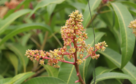 【2025年発送】農家直送！田里さんの久米島産完熟マンゴー A品 約2kg マンゴー フルーツ 果物 デザート 完熟 A品 甘い ジューシー スムージー アイス プリン ヨーグルト ケーキ 贈り物 贈