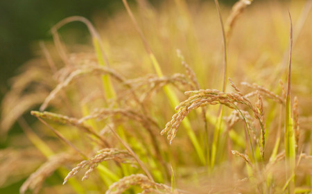 【令和7年産新米】 10月上旬よりお届け あのさんちの美味しいお米 ななつぼし 精米5kg SBTL018