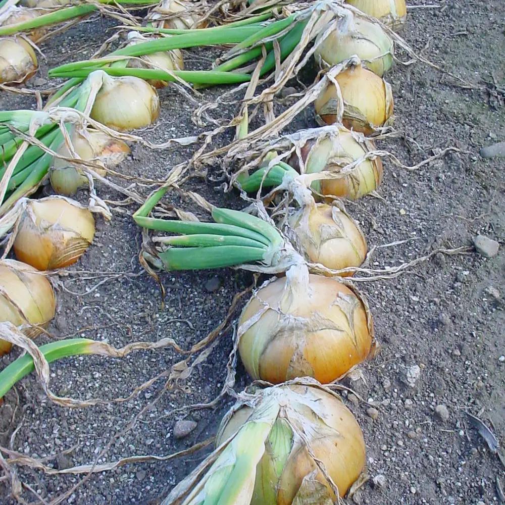 【先行予約】北海道 玉ねぎ 5kg ＜令和8年産＞ おおとり 2026年10月上旬より順次発送