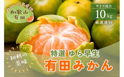【初秋の美味】特選　ゆら早生有田みかん　約10kg+200g(傷み補償分)【2026年10月中旬～11月上旬頃に順次発送予定】【ard235A】