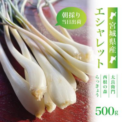 ふるさと納税 宮城県 【宮城県産】朝採りエシャレット500g(若採りらっきょう)国産生食用 西根の森|太良衛門