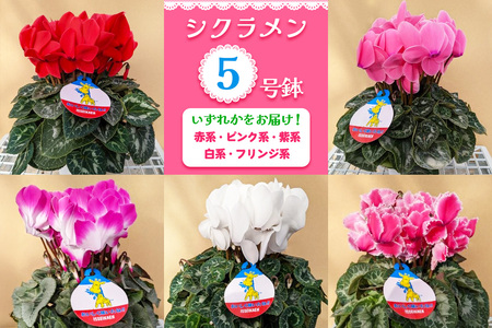シクラメン 5号鉢 (赤系・ピンク系・紫系・白系・フリンジ系のいずれか)｜シクラメン 花 鉢花 鉢植え ギフト プレゼント 贈り物 記念日 イベント 季節限定 日光市 イッセイ花園 [0746]
