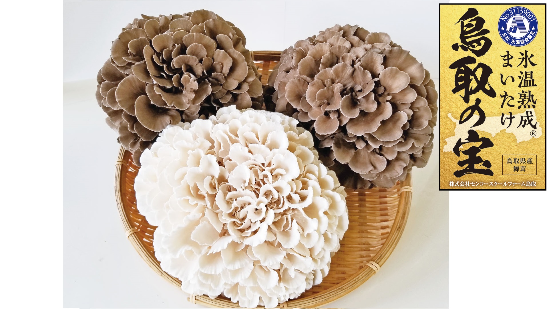 鳥取の宝 舞茸 3株 セット 食べ比べ 白舞茸 氷温熟成 グルメ | 102M まいたけ きのこ キノコ 産地直送