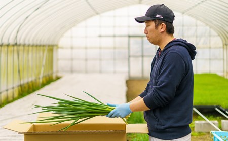 【4か月定期便】生産農家直送 京野菜・九条ねぎ1kg〈ねぎ 野菜 京都