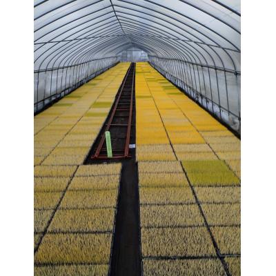 ふるさと納税 岐阜市 【毎月定期便】岐阜市産 ハツシモ 清流長良川米  精米 5kg全6回 |  | 03