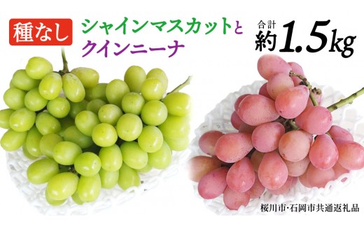 
                  シャインマスカットとクイーンニーナ（種なし）約1.5kg（計2～3房）ご家庭用 (桜川市・石岡市共通返礼品) 数量限定 ぶどう ブドウ 果物 フルーツ 旬 人気 産直 採れたて 新鮮 国産 産地直送 茨城県 [FB021sa]
                