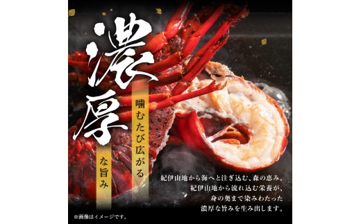 【父の日ギフトに《 6月19～21日にお届けします！ 》 】［日付指定できる！］文恵丸水産の熊野灘産活〆急速冷凍伊勢海老　松4～12尾 約2.2kg前後【要日時指定配達 急速冷凍 魚介 プロトン 伊勢海老 伊勢えび 海老 えび 三重県 御浜町 冷凍】