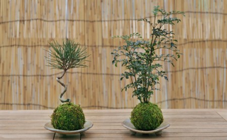 【苔玉づくり】ペア体験チケット（１個ずつ制作）【体験券 体験チケット ペアチケット 苔玉作り 倉敷グリーンファーム 植物 岡山県 倉敷市 おすすめ 人気】