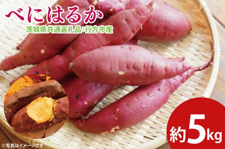 
                  【先行予約】べにはるか 約5㎏（茨城県共通返礼品：行方市産）※2025年10月上旬～2026年3月下旬頃に順次発送予定（CD085）
                