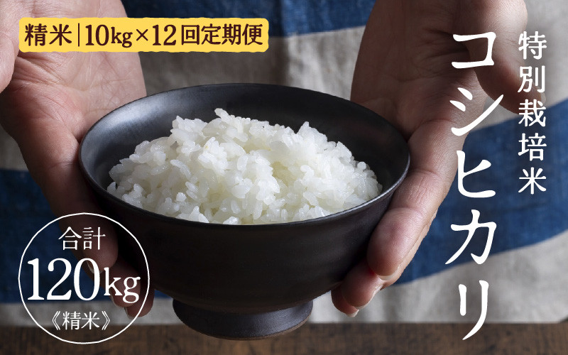 
                  【先行予約】【令和8年産】定期便 ≪12ヶ月連続お届け≫ 特別栽培米 コシヒカリ 精米 10kg×12回（計120kg） ／福井県産 ブランド米 コシヒカリ ご飯 白米 新鮮 特別栽培米 ※2026年10月上旬より順次発送 [aw121-o001]
                