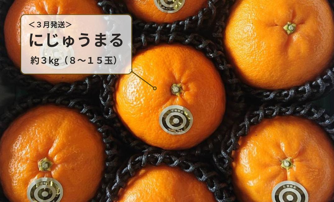 
            ＜３月発送＞佐賀県産にじゅうまる約３kg（８～１５玉）
          