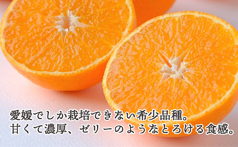 先行予約＜訳あり 愛媛県産 まごころまどんな 合計約1.5kg＞ 『2026年11月以降順次出荷予定』ミヤモトオレンジガーデン 愛媛県 西予市