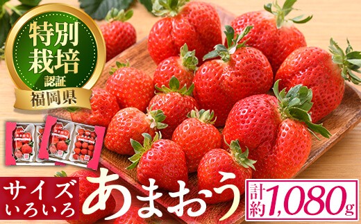 ＜予約受付中！2027年2月より順次発送予定＞＜不揃い＞あまおう(計約1080g・約270g×4P) 苺 いちご イチゴ フルーツ 果物 ヨーグルト ジャム スムージー 冷蔵 特別栽培 福岡県 国産＜離島配送不可＞【ksg1222】【うるう農園】