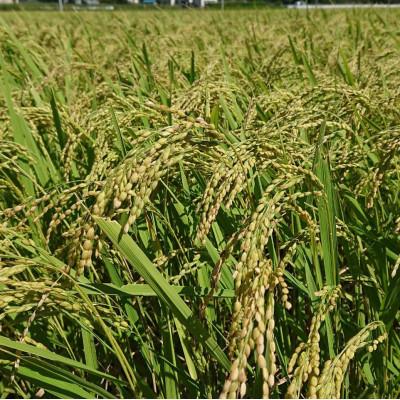 ふるさと納税 潮来市 【毎月定期便】【栽培期間中農薬不使用】こしひかり玄米10kg茨城県共通返礼品・行方市産全12回 |  | 01