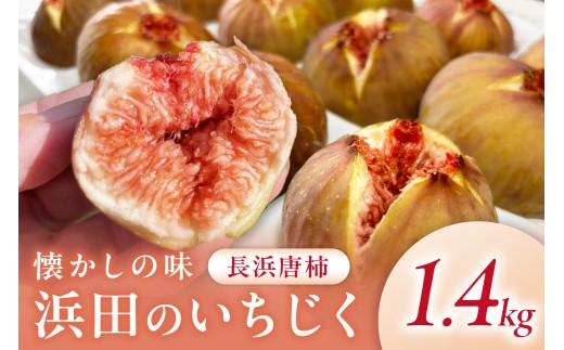 【先行予約】浜田のいちじく懐かしの味「長浜唐柿」（蓬莱柿）生食用 約1.4kg 果物 フルーツ いちじく 無花果 旬 【113_2060】