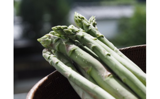 
                  43.下市町産　アスパラガス（約１kg）
                