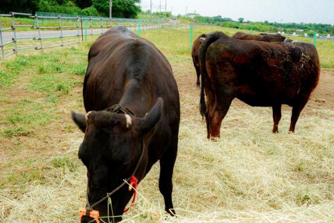【阿蘇牧場】認定ブランド牛 国産 熊本県産 くまもと黒毛和牛 ブランド牛 熊本県認定 和牛 くまもと黒牛 くまもと黒毛和牛 すき焼き しゃぶしゃぶ 焼しゃぶ 500g 希少 阿蘇 小国町 小国郷 贈答