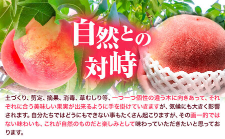桃 紀の川市産 約1kg(3玉) 紀農人株式会社《2025年6月上旬-8月中旬頃出荷》和歌山県 紀の川市 果物 フルーツ 桃 もも モモ 旬