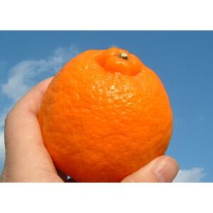 ポンカン [約8kg]和歌山県有田産 春みかん(果実サイズおまかせ)【1223182】