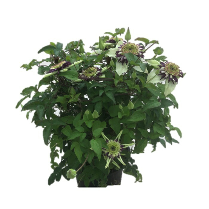 【先行受付】クレマチス ビエネッタ 5号 白系｜花ギフト 花苗 鉢植え【53850-002-01】