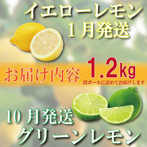 【2025年10月順次発送】 レモン 1.2kg (10～12個)  レモン れもん 檸檬 柑橘 フルーツ 果物 完熟 国産 新鮮 果汁 レモンサワー  お酒 ハイボール ジュース  酎ハイ ケーキ 