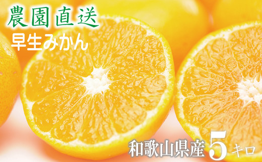 
                  【早生みかん】みかん 5kg 家庭用 大小混合 和歌山県海南市産 産地直送 
                