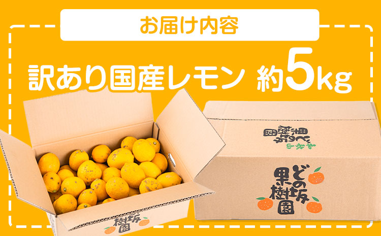 レモン 訳あり 国産 レモン 5kg (サイズ混合) ノーワックス 減農薬 どの坂果樹園《2026年2月上旬-5月末頃出荷》 和歌山県 日高町 レモン れもん 檸檬 家庭用 旬 新鮮 果物 柑橘 フル