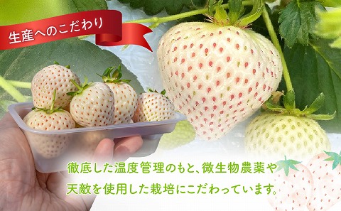 《2026年発送》【数量・期間限定】宮崎完熟白9PREMIUMギフト 完熟 甘い 白苺 いちご イチゴ 苺 果物 フルーツ_M279-007