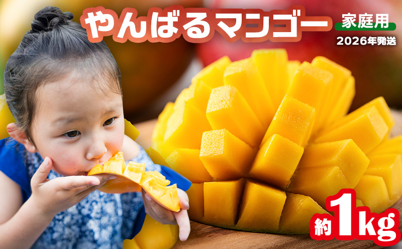 【2026年発送】マンゴー家庭用　約１kg 期間限定 数量限定 先行予約 フルーツ 果物 南国 プレゼント お土産 おみやげ ギフト スイーツ 贈答 冷蔵 人気 おすすめ デザート 青果 おきなわ 季